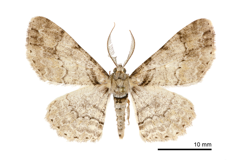 Cleora insolita Male